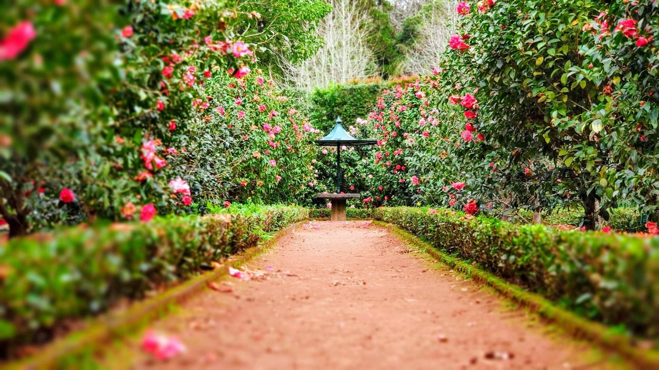 Jardin aménagé — après les travaux