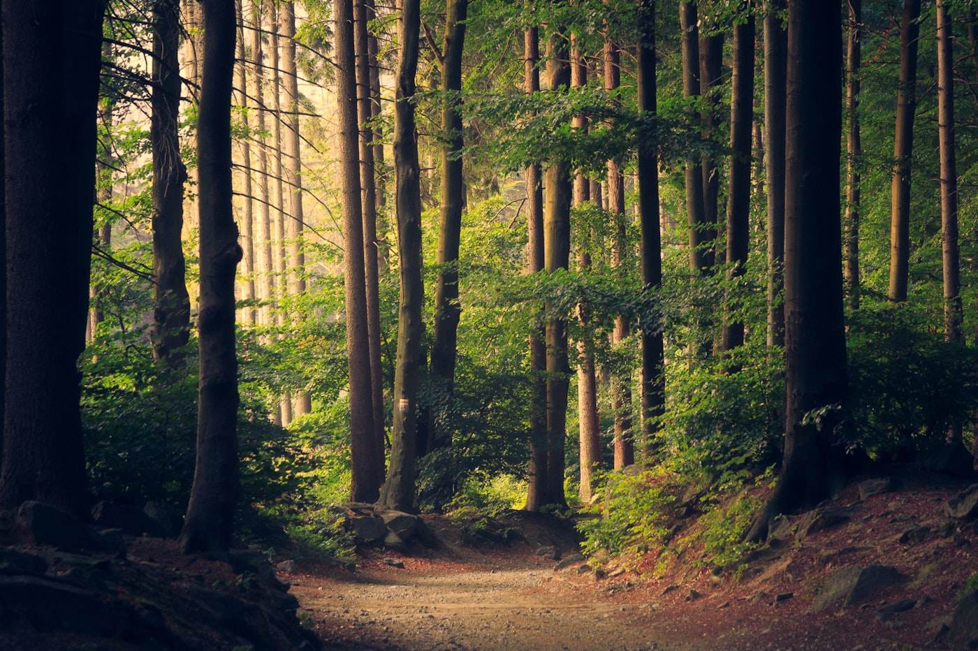 Sentier paisible en forêt
