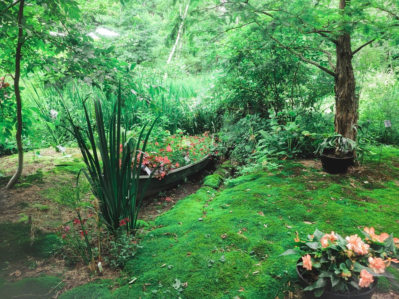 Jardin d’ombre — Jonquière
