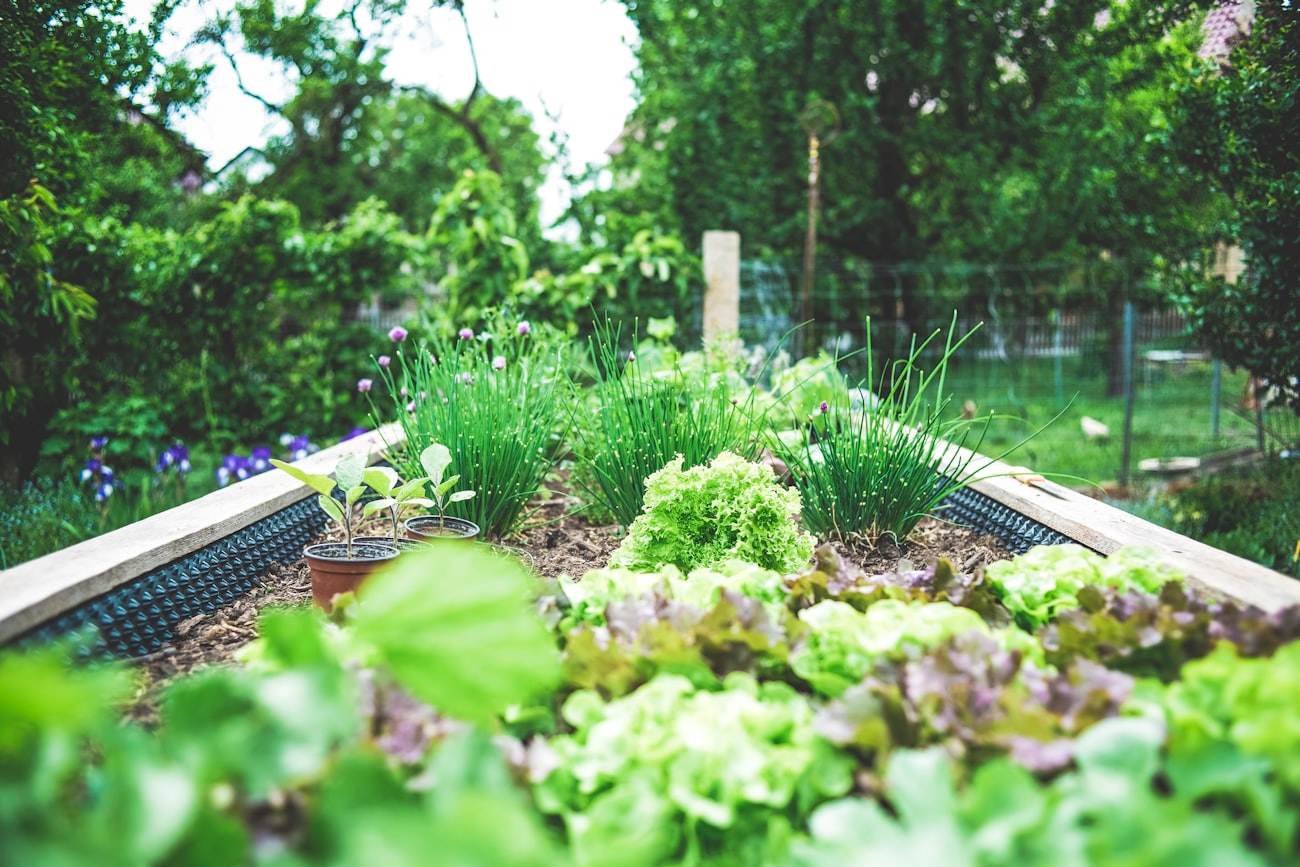 Potager surélevé — Alma