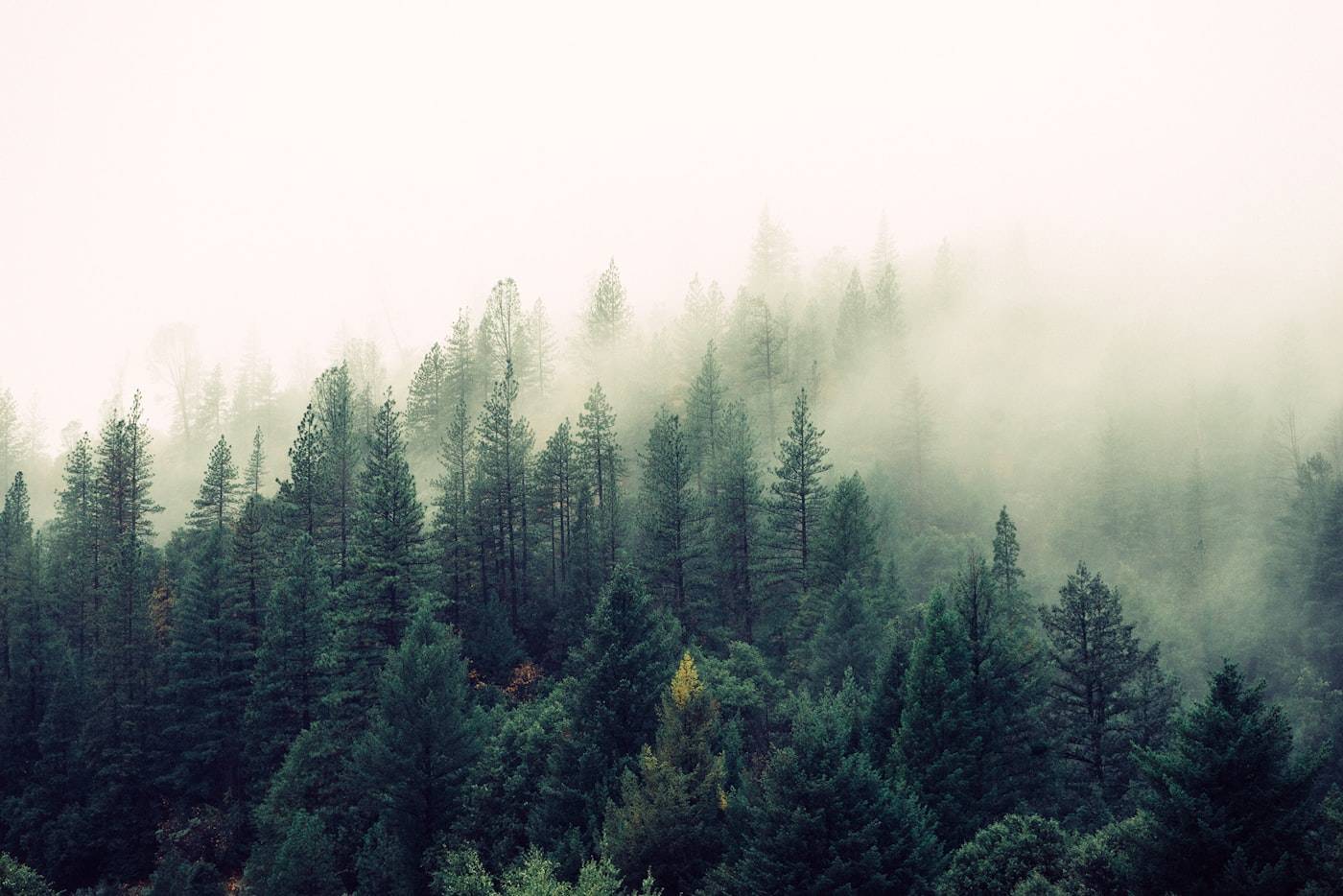 Forêt boréale enveloppée de brume