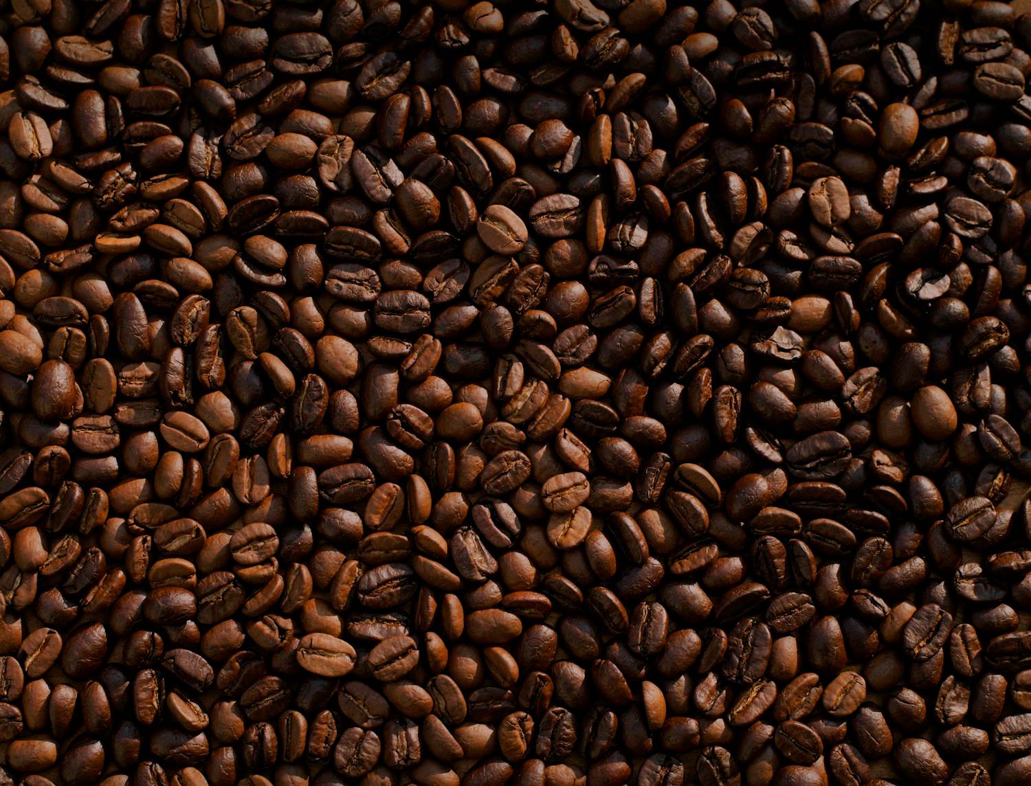Grains de café fraîchement torréfiés